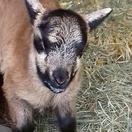 Apartman Muehlenhof-soderstorf-wohnung-d *