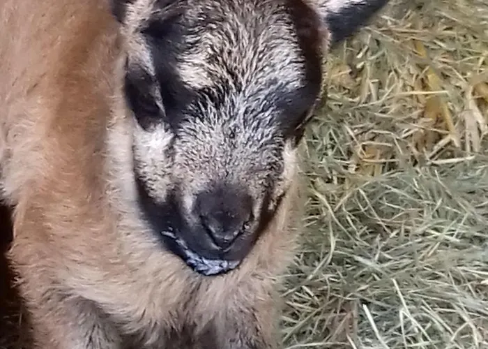 Apartman Muehlenhof-soderstorf-wohnung-d *